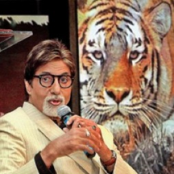 Big-B-Amitabh-Bachchan-to-become-Maharashtra-Tiger-Ambassador