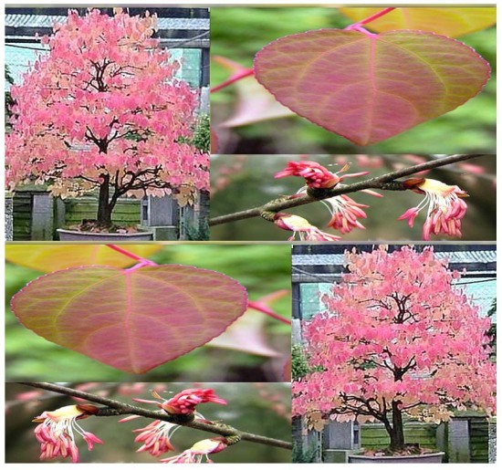 Spectacular-Fall-Colors-Bonsai-Plants-In-Fall1